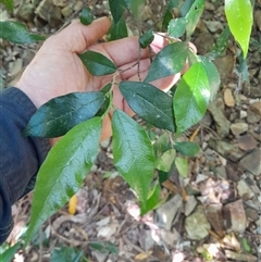 Streblus brunonianus at Pappinbarra, NSW - 23 Oct 2024 01:03 PM