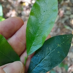 Streblus brunonianus at Pappinbarra, NSW - 23 Oct 2024 01:03 PM