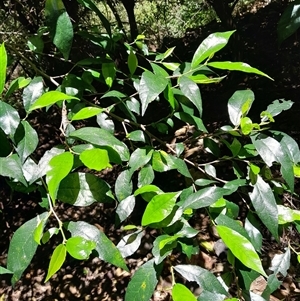 Streblus brunonianus at Pappinbarra, NSW - 23 Oct 2024 01:03 PM