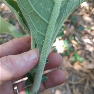 Solanum mauritianum at Pappinbarra, NSW - 23 Oct 2024 12:45 PM