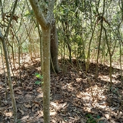 Solanum mauritianum at Pappinbarra, NSW - 23 Oct 2024 12:45 PM