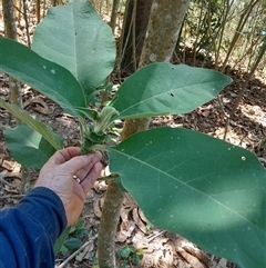 Solanum mauritianum at Pappinbarra, NSW - 23 Oct 2024 12:45 PM