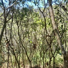 Solanum mauritianum at Pappinbarra, NSW - 23 Oct 2024 12:45 PM