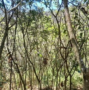 Solanum mauritianum at Pappinbarra, NSW - 23 Oct 2024 12:45 PM