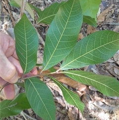 Arytera divaricata at Pappinbarra, NSW - 23 Oct 2024 12:37 PM