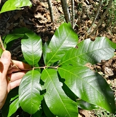 Arytera divaricata at Pappinbarra, NSW - 23 Oct 2024 12:37 PM