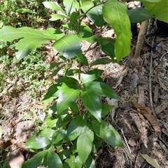 Arytera divaricata at Pappinbarra, NSW - 23 Oct 2024 12:37 PM