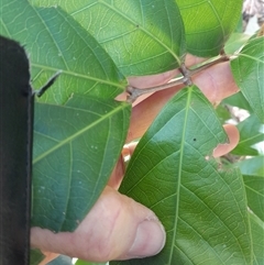 Arytera divaricata at Pappinbarra, NSW - 23 Oct 2024 12:37 PM