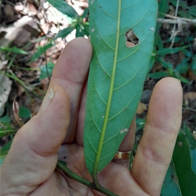 Unidentified Plant at Pappinbarra, NSW - 23 Oct 2024 by jonvanbeest