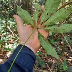 Unidentified Other Tree at Pappinbarra, NSW - 23 Oct 2024 by jonvanbeest