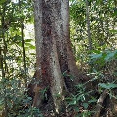 Argyrodendron actinophyllum at Pappinbarra, NSW - 23 Oct 2024 12:05 PM