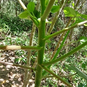 Dendrocnide excelsa at Pappinbarra, NSW - 23 Oct 2024 11:58 AM