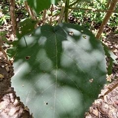 Dendrocnide excelsa at Pappinbarra, NSW - 23 Oct 2024