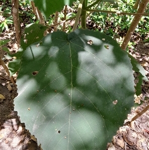 Dendrocnide excelsa at Pappinbarra, NSW - 23 Oct 2024 11:58 AM