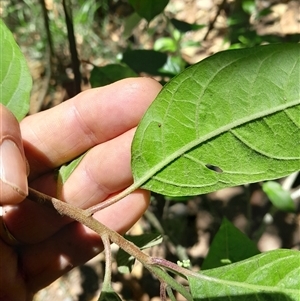 Deeringia arborescens at Pappinbarra, NSW - 23 Oct 2024 11:52 AM