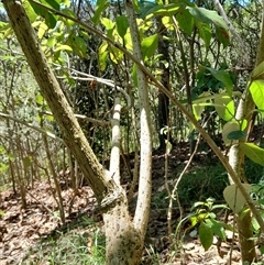 Deeringia arborescens at Pappinbarra, NSW - 23 Oct 2024 11:52 AM