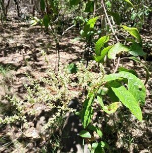 Deeringia arborescens at Pappinbarra, NSW - 23 Oct 2024 11:52 AM