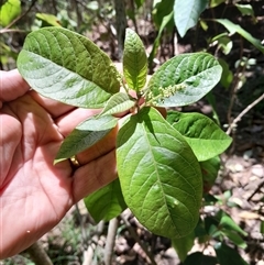 Deeringia arborescens at Pappinbarra, NSW - 23 Oct 2024 11:52 AM