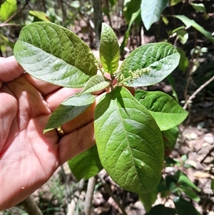 Deeringia arborescens at Pappinbarra, NSW - 23 Oct 2024 11:52 AM