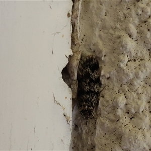 Barea (genus) at Lyons, ACT - 22 Oct 2024 12:32 PM