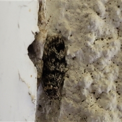 Barea (genus) at Lyons, ACT - 22 Oct 2024 12:32 PM