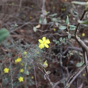 Hibbertia sp. at Lyons, ACT - 23 Oct 2024