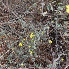 Hibbertia sp. at Lyons, ACT - 23 Oct 2024 12:39 PM