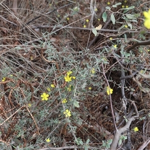 Hibbertia sp. at Lyons, ACT - 23 Oct 2024