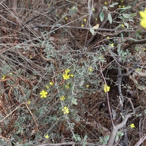 Hibbertia sp. at Lyons, ACT - 23 Oct 2024 12:39 PM