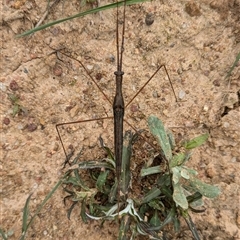 Ranatra sp. (genus) (Water Scorpion or Water Stick Insect) at Wallaroo, NSW - 22 Oct 2024 by Jek