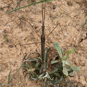 Ranatra sp. (genus) at Wallaroo, NSW - 23 Oct 2024 10:20 AM