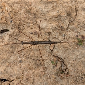 Ranatra sp. (genus) at Wallaroo, NSW - 23 Oct 2024 10:20 AM