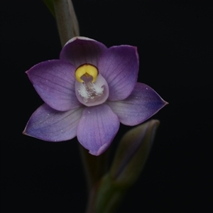 Thelymitra peniculata at Hall, ACT - 23 Oct 2024