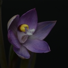 Thelymitra peniculata at Hall, ACT - suppressed