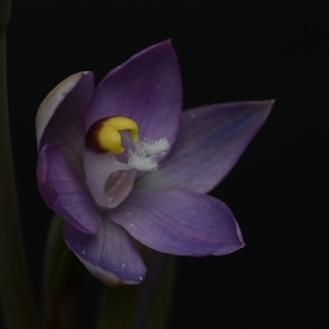 Thelymitra peniculata at Hall, ACT - 23 Oct 2024