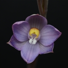 Thelymitra peniculata at Hall, ACT - suppressed