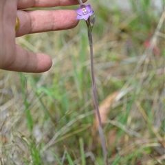 Thelymitra peniculata at Hall, ACT - suppressed
