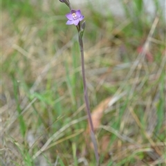 Thelymitra peniculata at Hall, ACT - suppressed