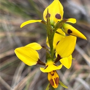 Diuris sulphurea at Bruce, ACT - suppressed