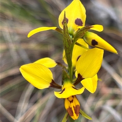 Diuris sulphurea (Tiger Orchid) at Bruce, ACT - 23 Oct 2024 by JVR