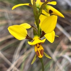 Diuris sulphurea at Bruce, ACT - 23 Oct 2024