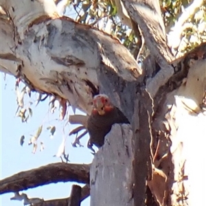 Callocephalon fimbriatum (identifiable birds) at suppressed - 17 Oct 2024