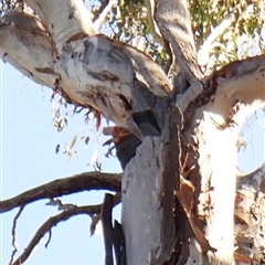 Callocephalon fimbriatum (identifiable birds) at suppressed - 17 Oct 2024