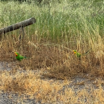 Polytelis swainsonii (Superb Parrot) at Phillip, ACT - 23 Oct 2024 by bayleycostin