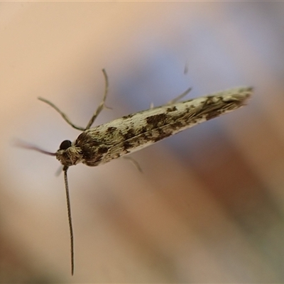 Prays autocasis (An Ermine moth (Yponomeutidae) at Cook, ACT - 4 Oct 2024 by CathB