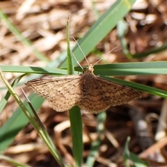 Scopula rubraria at Cook, ACT - 5 Oct 2024 09:27 AM