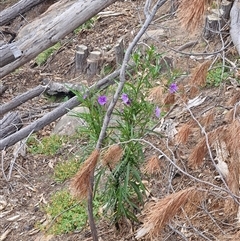 Solanum linearifolium (Kangaroo Apple) at Uriarra Village, ACT - 23 Oct 2024 by Jackoserbatoio