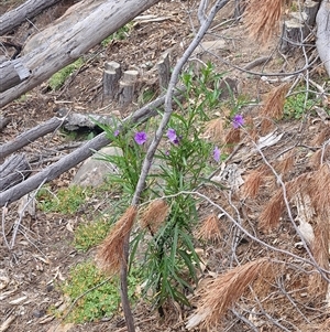 Solanum linearifolium at Uriarra Village, ACT - 23 Oct 2024