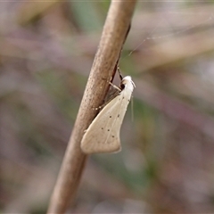 Thalerotricha mylicella (A concealer moth) at Cook, ACT - 5 Oct 2024 by CathB