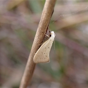 Thalerotricha mylicella at Cook, ACT - 5 Oct 2024 04:07 PM